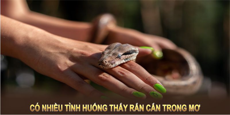 Có nhiều tình huống thấy rắn cắn trong mơ